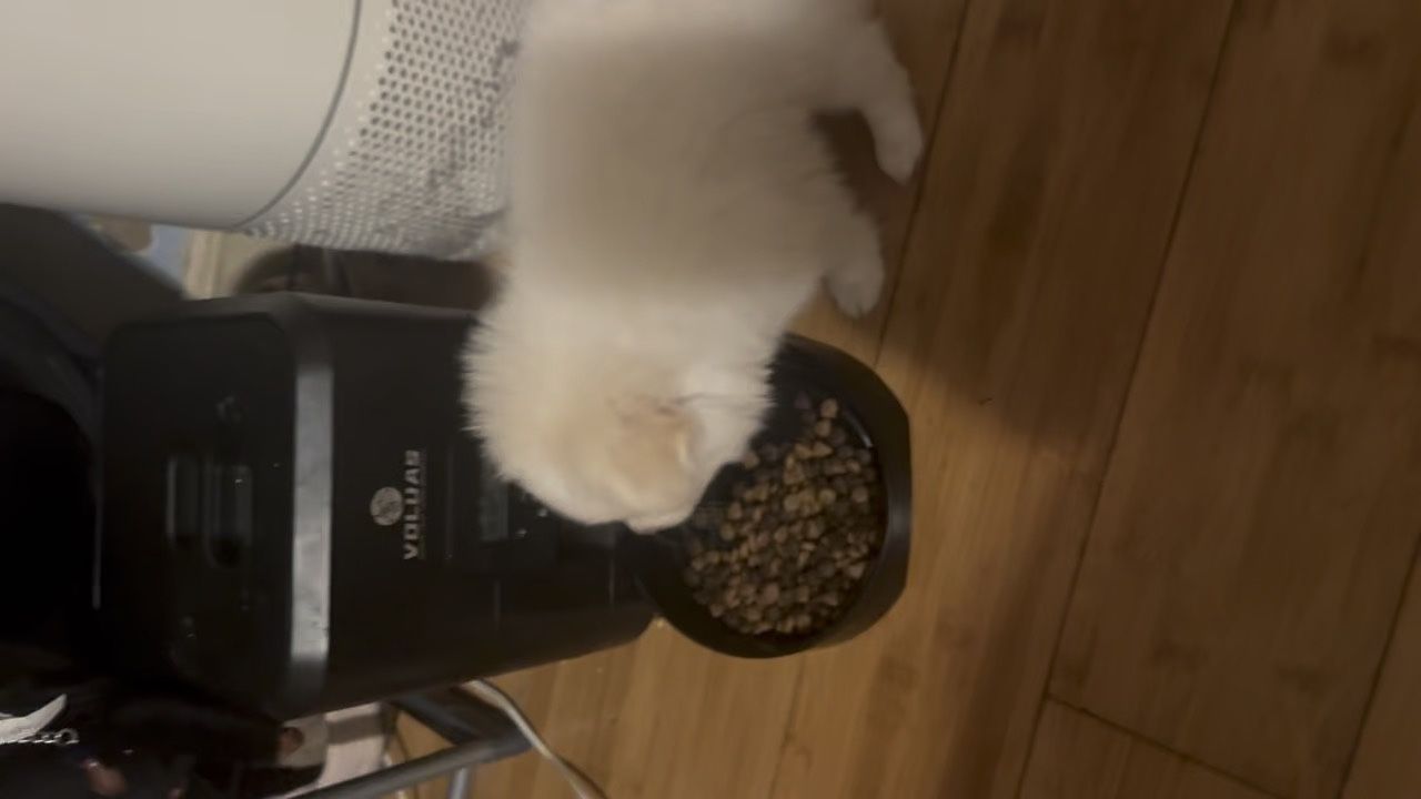 Puppy Feeder
