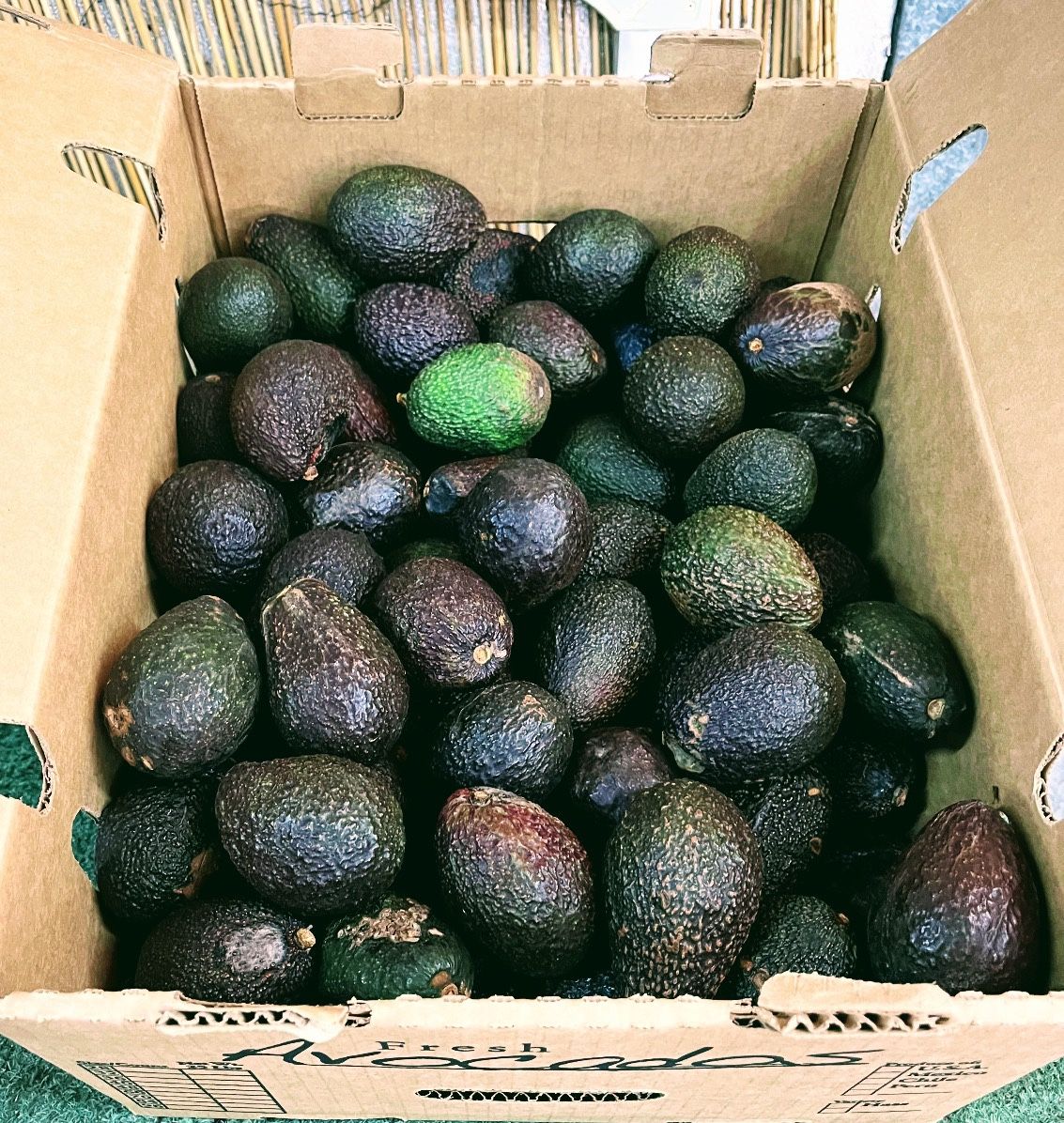 25 Lb Box Of Avocados