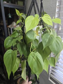 🌿 Lemon‑Lime Pothos – Bright, Fast‑Growing & Easy Care