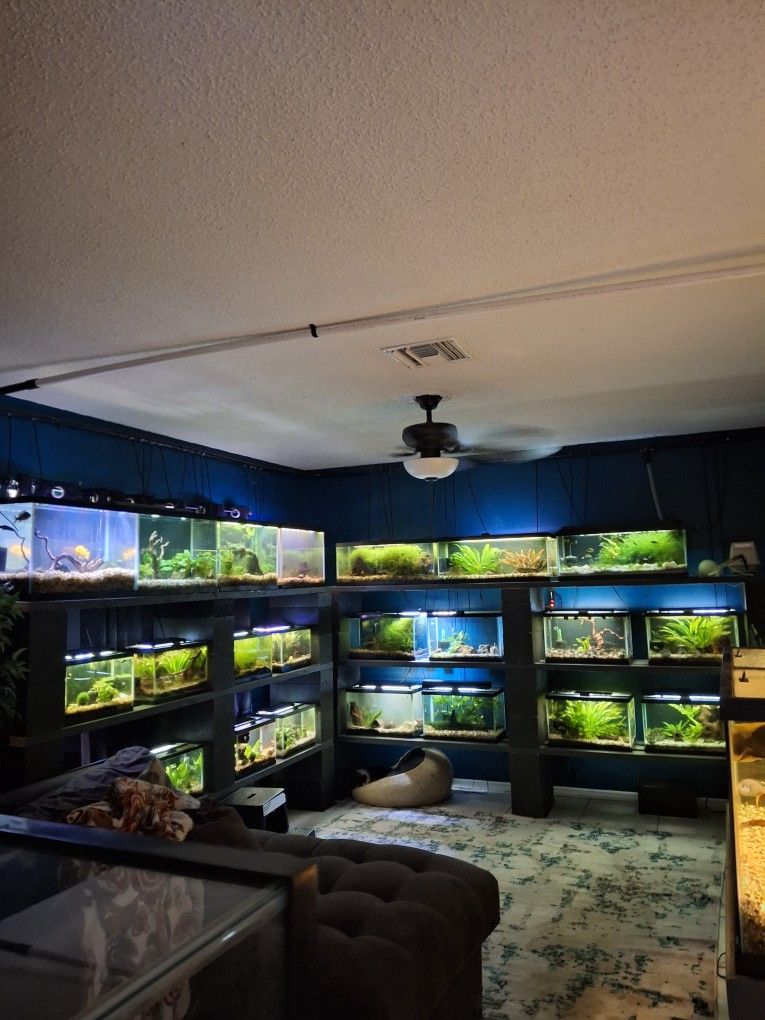 Fish Room Setup For Sale