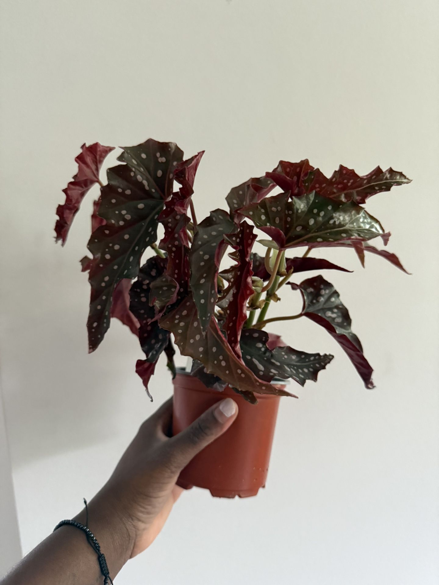 Begonia Black Forest