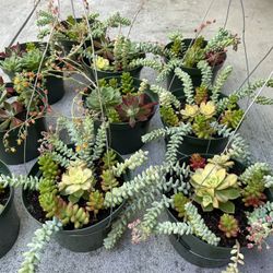 Succulent Arrangements 