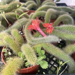 Monkey Tail Cactus Plant 🪴 