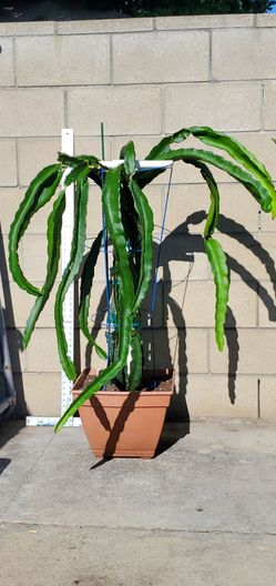Potted Dragon Fruit