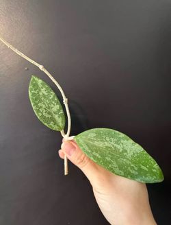 Hoya harlene