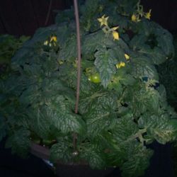 Nice Plants New Tomatos Added 