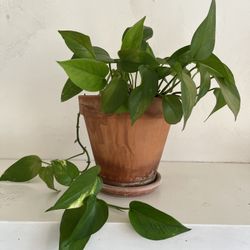Pothos Houseplant