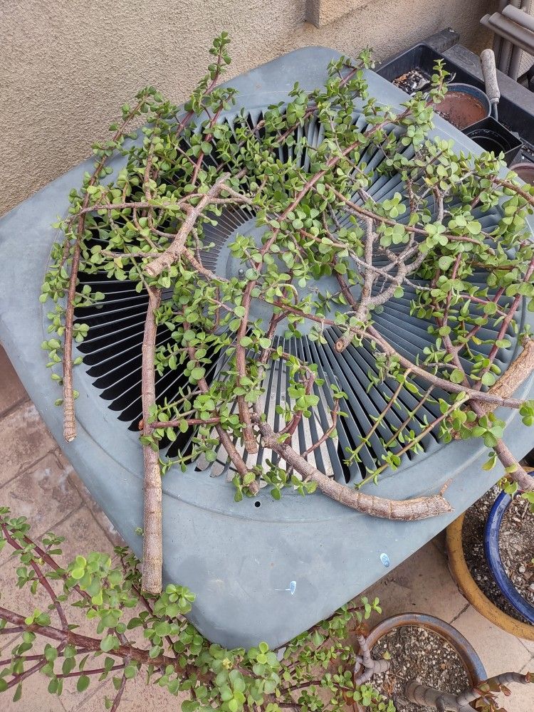 Free Succulent Cuttings