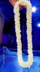 Live Jasmine Flower