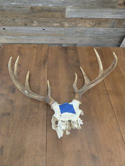 8 Point Whitetail Deer Antler Rack Skull Cap Mount Cabin Decor