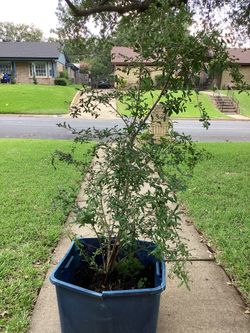 Pomegranate Tree