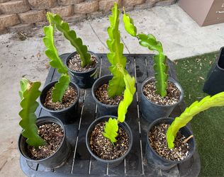 Dragon fruit/Pitaya cuttings in 1 gallon pots