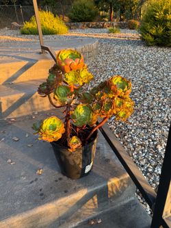Aeonium Succulent Plant in Pot