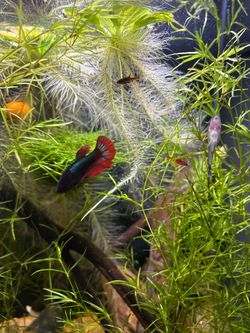 Starter aquarium kit