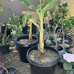 Banana Tree / Arbol De Banana 