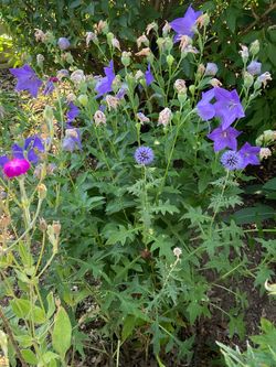 BLUE GLOBE THISTLE seed heads