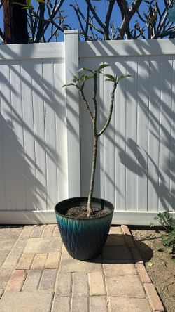 Plumeria Plant