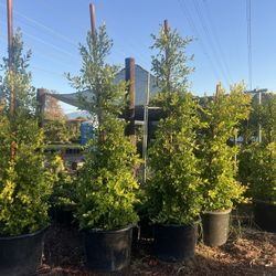 Ficus Trees
