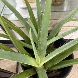 Aloe plant