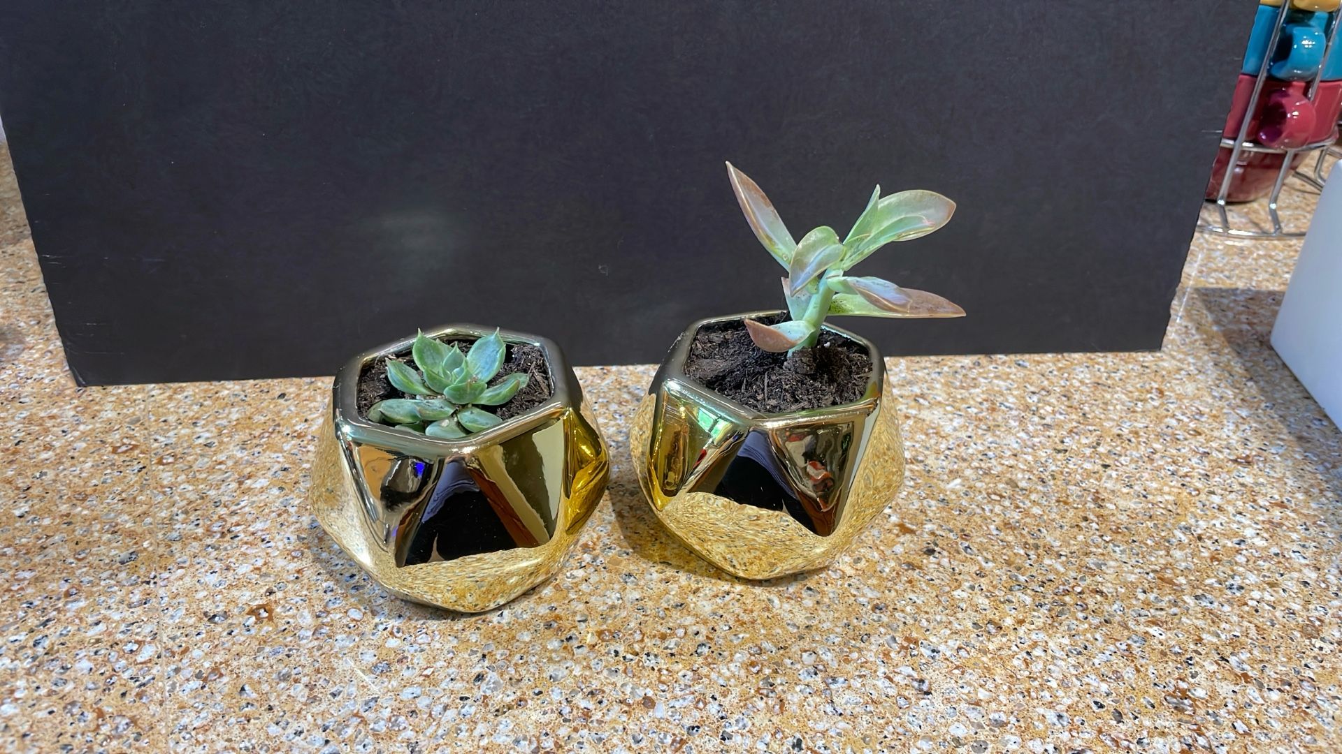 Live Succulent Plant Gift For Any Occasion 