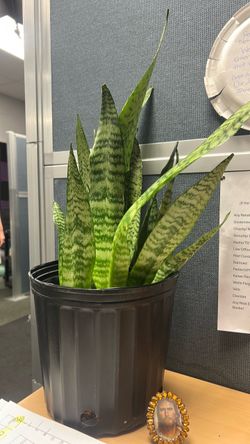 Snake plant