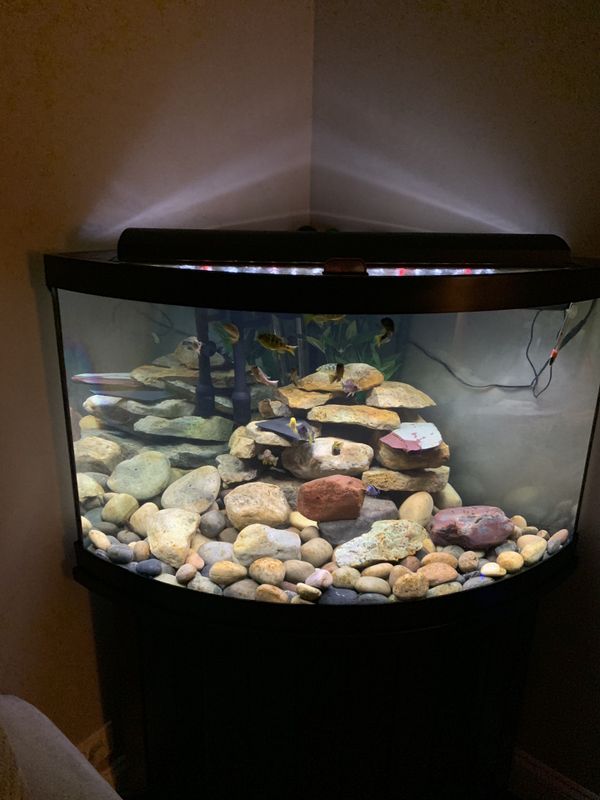 54 Gallon Corner Aquarium For In Orland Hills Il Offerup