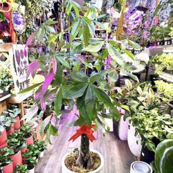 Big Lucky 7 Leaves Money Trees Cây Kim Ngân 7 Lá