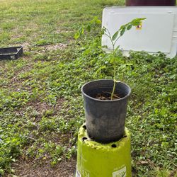 Moringa  Tree! Superfood Plant:) Grown From A Sees 