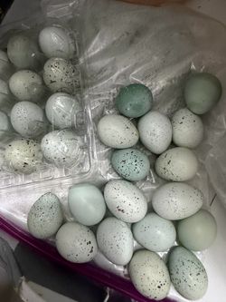 Celadon quail blue layer quail hutch for sale