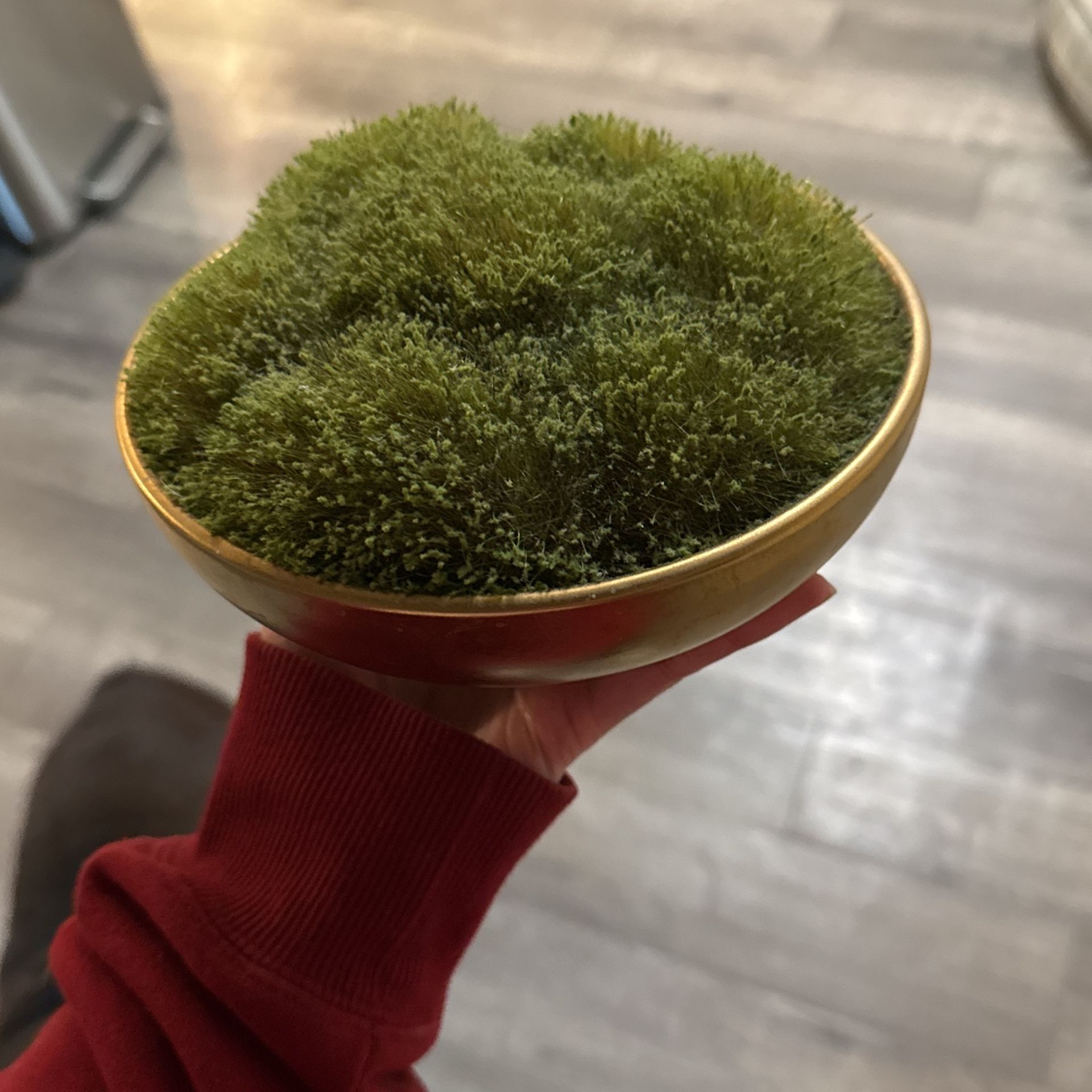 Fake Moss Plant