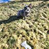 Idaho Frenchies