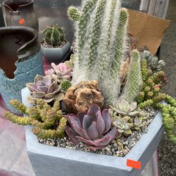Succulent Arrangements From $11 And Up