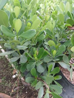 Clusia hedges Sale! 3ft $13🌱