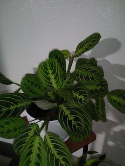 Prayer Plant