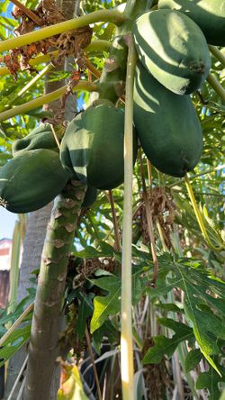 Papaya