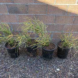 Fire stick Plants / Pencil Cactus