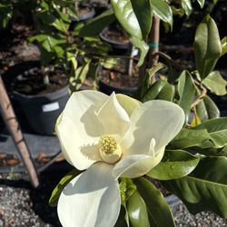 HUGE Magnolia Trees 
