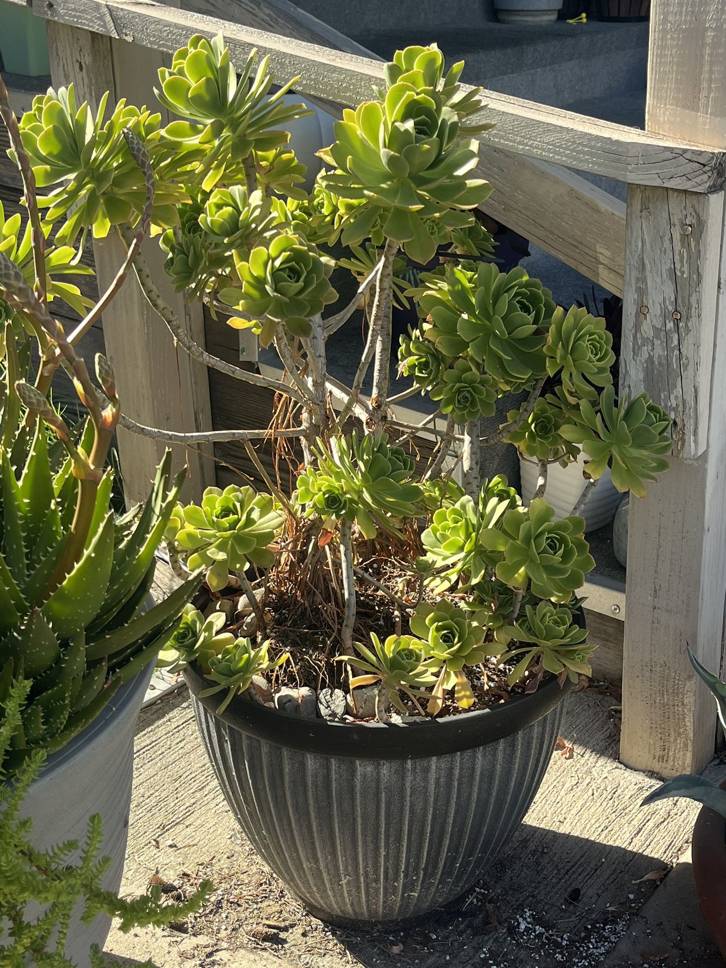 Large Old Live Succulent Flower Plant 🌱 