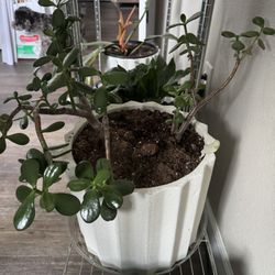 The Jade Plant