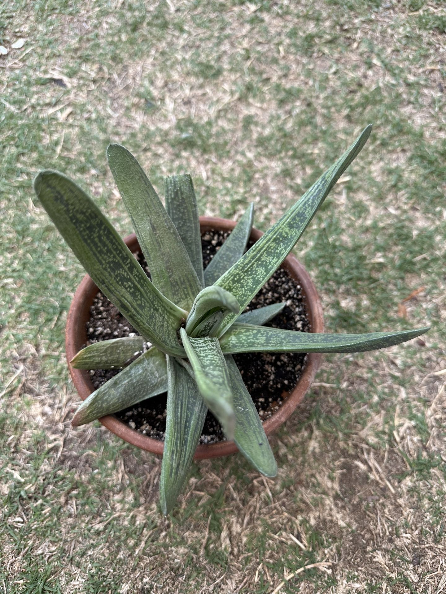 Succulent Plant In A Clay Pot