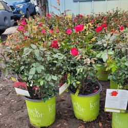 Double Nockout Roses 🌹 