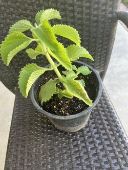 Planta De Oregano  Orejon Planta Chica   