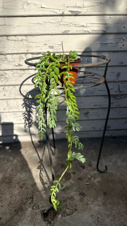 Teardrops  plant in a mini pot