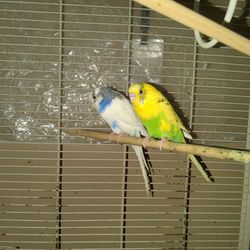 Two Parakeets And Cage With Accessories