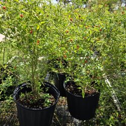 Chiles Del Monte 3gallones Bushes 