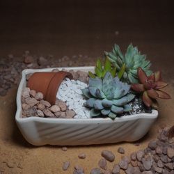 Succulent Arrangement (Live Plants)