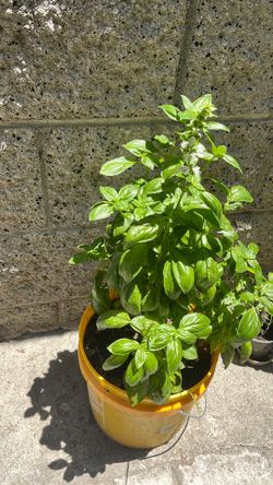 Large Organic Basil Plant 15 Inches Non GMO