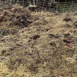 Free Farm Manure 