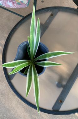Spider Plant