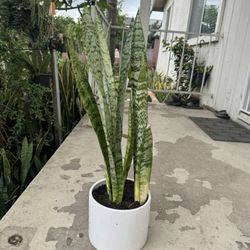 Snake Plant In Ceramic Pot